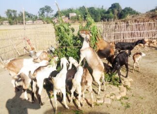 बाख्राका लागि विषालु घाँसको खतरा: के–के हुन् र विष लागेमा के गर्ने?