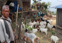 दुई बाख्राबाट सुरु गरेको व्यवसायले बनायो कुलबहादुरलाई आत्मनिर्भर