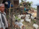 दुई बाख्राबाट सुरु गरेको व्यवसायले बनायो कुलबहादुरलाई आत्मनिर्भर