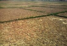 कृषिमा लागत बढ्दै, किसानको आम्दानी घट्दै—खेतीबाटै पलायन हुँदै किसान