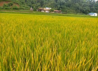 खाद्य बाली : धान, मकै र गहुँको उत्पादन बढाउन किसानले के जान्नुपर्छ? धान खेतीसम्बन्धी तस्बिर