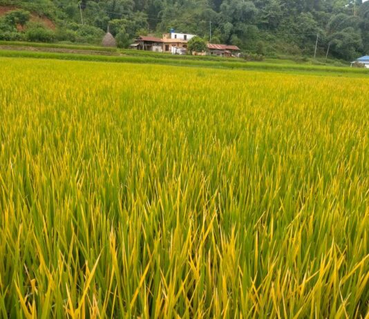 धान खेतीमा नयाँ समस्या, किसानले लगाएको बाली नै जोखिममा धान खेतीसम्बन्धी तस्बिर