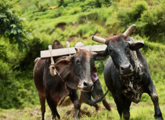 बाजुराका १५६ किसानलाई गोरु पालनका लागि प्रोत्साहन रकम गोरुबाट खेत जोत्दै किसान