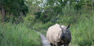 नेपालमा गैँडा गणनाको विधि बदलिँदै, डीएनए र क्यामेरा ट्र्याप प्रयोग गर्ने तयारी चितवन राष्ट्रिय निकुञ्जमा एकसिङ्गे गैँडा — प्रतिनिधिमूलक तस्बिर
