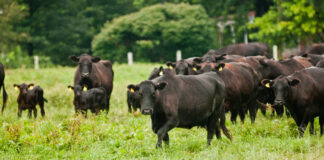 राष्ट्रिय सभाबाट संक्रामक पशु रोग नियन्त्रण विधेयक सर्वसम्मत पारित पशुधनको प्रतिनिधिमूलक तस्बिर