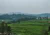 नेपालको पानौती क्षेत्रमा धान खेतीका खेत