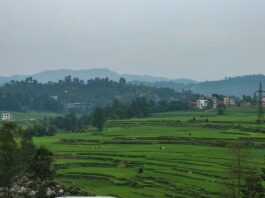 नेपालको पानौती क्षेत्रमा धान खेतीका खेत