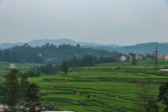 पानौतीका धान खेत नेपालको पानौती क्षेत्रमा धान खेतीका खेत