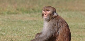 नेपालका किसानको मकैमा वन्यजन्तुको दबाब, केही क्षेत्रमा ९० प्रतिशतसम्म क्षति काठमाडौं नजिक गोकर्ण वन क्षेत्रमा देखिएको रेसस मकाक