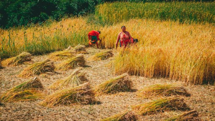 कृषि बीमासम्बन्धी जानकारीका लागि किसान र गहुँबालीको प्रतिनिधिमूलक तस्बिर गहुँबाली भित्र्याउँदै गरेका किसानको प्रतिनिधिमूलक दृश्य।