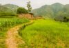 नेपालको गाउँमा धानखेती गरिएको खेतको प्रतिनिधिमूलक तस्बिर