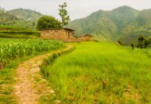 वर्षाको सम्भावनाबीच धान भित्र्याउन मौसम हेर्न धादिङका किसानलाई आग्रह नेपालको गाउँमा धानखेती गरिएको खेतको प्रतिनिधिमूलक तस्बिर