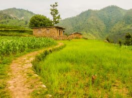 भारी वर्षाले धान उत्पादनमा ४३८ मेट्रिक टन कमी, २ करोडभन्दा बढीको क्षति नेपालको गाउँमा धानखेती गरिएको खेतको प्रतिनिधिमूलक तस्बिर