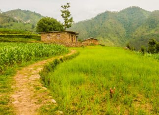 नेपालको गाउँमा धानखेती गरिएको खेतको प्रतिनिधिमूलक तस्बिर