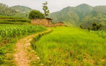 वर्षाको सम्भावनाबीच धान भित्र्याउन मौसम हेर्न धादिङका किसानलाई आग्रह नेपालको गाउँमा धानखेती गरिएको खेतको प्रतिनिधिमूलक तस्बिर