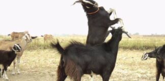 दशैंका लागि बिक्रीमा राखिएका नेपालका खसीबोका