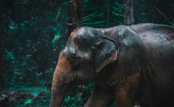 झापामा जङ्गली हात्तीको आक्रमणबाट एक महिलाको मृत्यु, एक वृद्ध घाइते वन क्षेत्रमा उभिएको जङ्गली हात्तीको प्रतिनिधिमूलक तस्बिर; झापाको घटनास्थलको वास्तविक फोटो होइन
