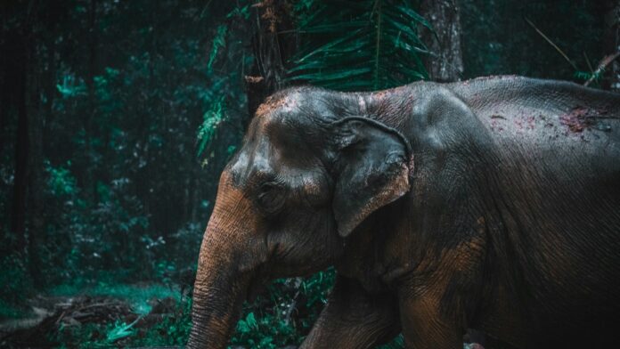 वन क्षेत्रमा उभिएको जङ्गली हात्तीको प्रतिनिधिमूलक तस्बिर; झापाको घटनास्थलको वास्तविक फोटो होइन