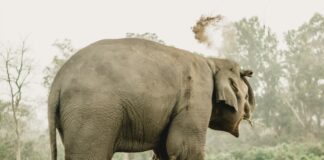 उदयपुरको बेलकामा ‘सानो दारे’ नामक जङ्गली हात्ती मृत फेला प्राकृतिक बासस्थानमा जङ्गली हात्ती; उदयपुरको घटनासँग प्रत्यक्ष सम्बन्धित तस्बिर होइन