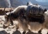 नेपालको सगरमाथा क्षेत्रमा फेरीचेमा देखिएको याक