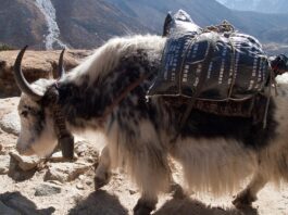 नेपाल, भुटान र भारतका याकपालकलाई जोड्न क्षेत्रीय सञ्जाल स्थापना हुँदै नेपालको सगरमाथा क्षेत्रमा फेरीचेमा देखिएको याक