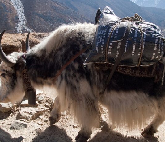 नेपाल, भुटान र भारतका याकपालकलाई जोड्न क्षेत्रीय सञ्जाल स्थापना हुँदै नेपालको सगरमाथा क्षेत्रमा फेरीचेमा देखिएको याक