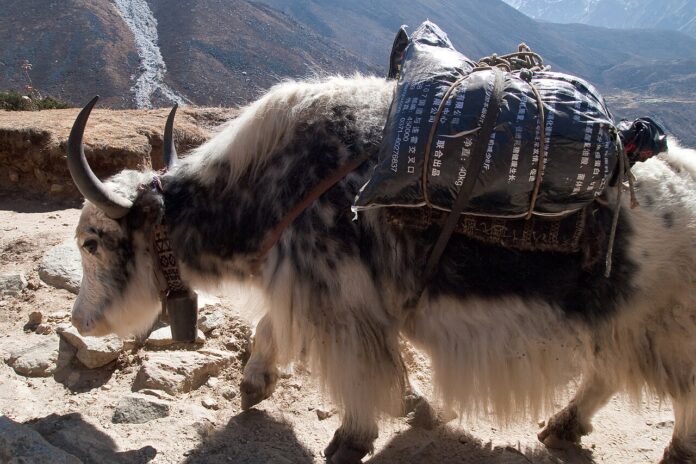 नेपालको फेरीचेमा याक नेपालको सगरमाथा क्षेत्रमा फेरीचेमा देखिएको याक