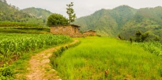 पाल्पामा धानबालीमा ढुसीजन्य रोगको प्रकोप, उत्पादन घट्ने चिन्ता नेपालको ग्रामीण क्षेत्रमा धानखेती र खेतबारीको प्रतिनिधिमूलक दृश्य