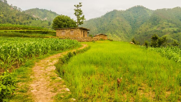 धानखेतीको प्रतिनिधिमूलक दृश्य — Sushanta Rokka नेपालको ग्रामीण क्षेत्रमा धानखेती र खेतबारीको प्रतिनिधिमूलक दृश्य